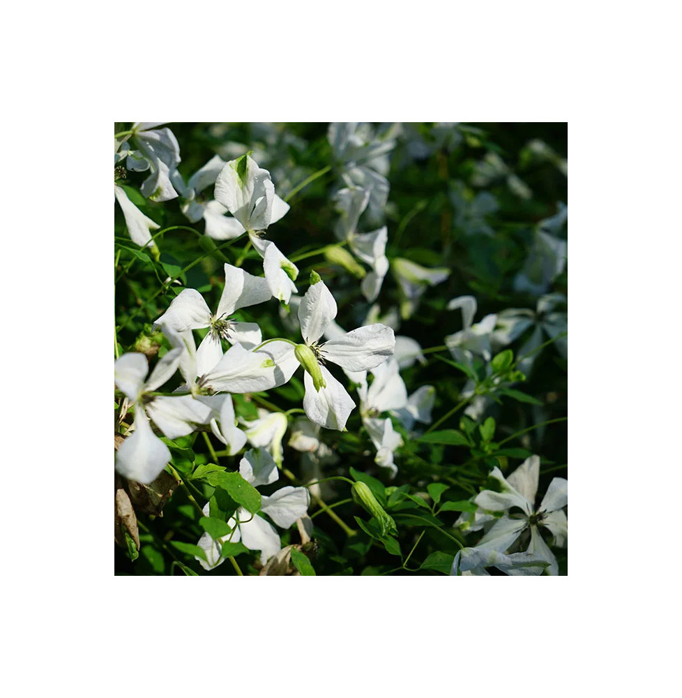 Clématite ‘Alba Luxurians’ – clematis viticella