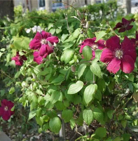 Pépinières Français PF_Clématite41 Clématite ‘Ernest Markham’ à grandes fleurs rouges