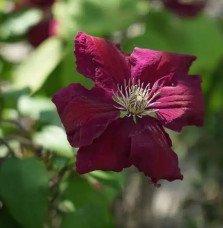 Pépinières Français PF_Clématite41 Clématite ‘Ernest Markham’ à grandes fleurs rouges