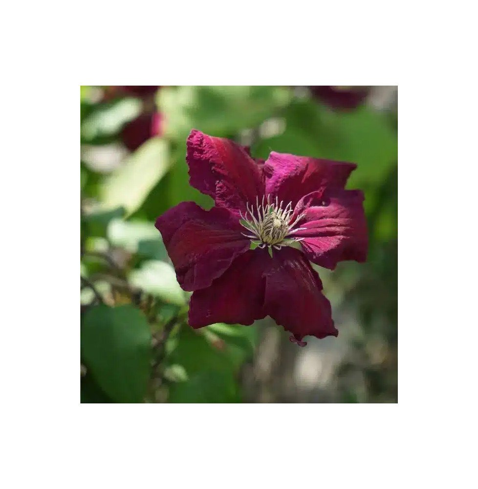 Pépinières Français PF_Clématite41 Clématite ‘Ernest Markham’ à grandes fleurs rouges