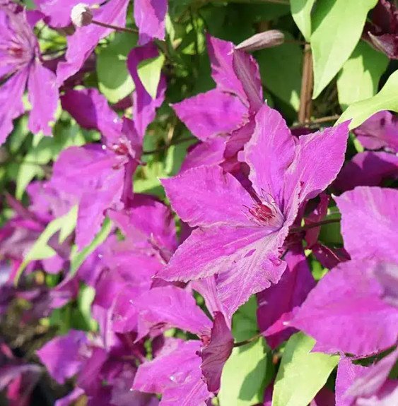 Pépinières Français PF_Clématite91 Clématite ‘Honora’ - clematis