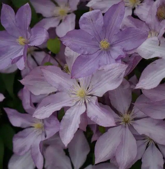 Pépinières Français PF_Clématite20 Clématite ‘Proteus’ à grandes fleurs doubles mauve