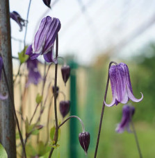 Clématite ‘Rooguchi’ – clematis integrifolia