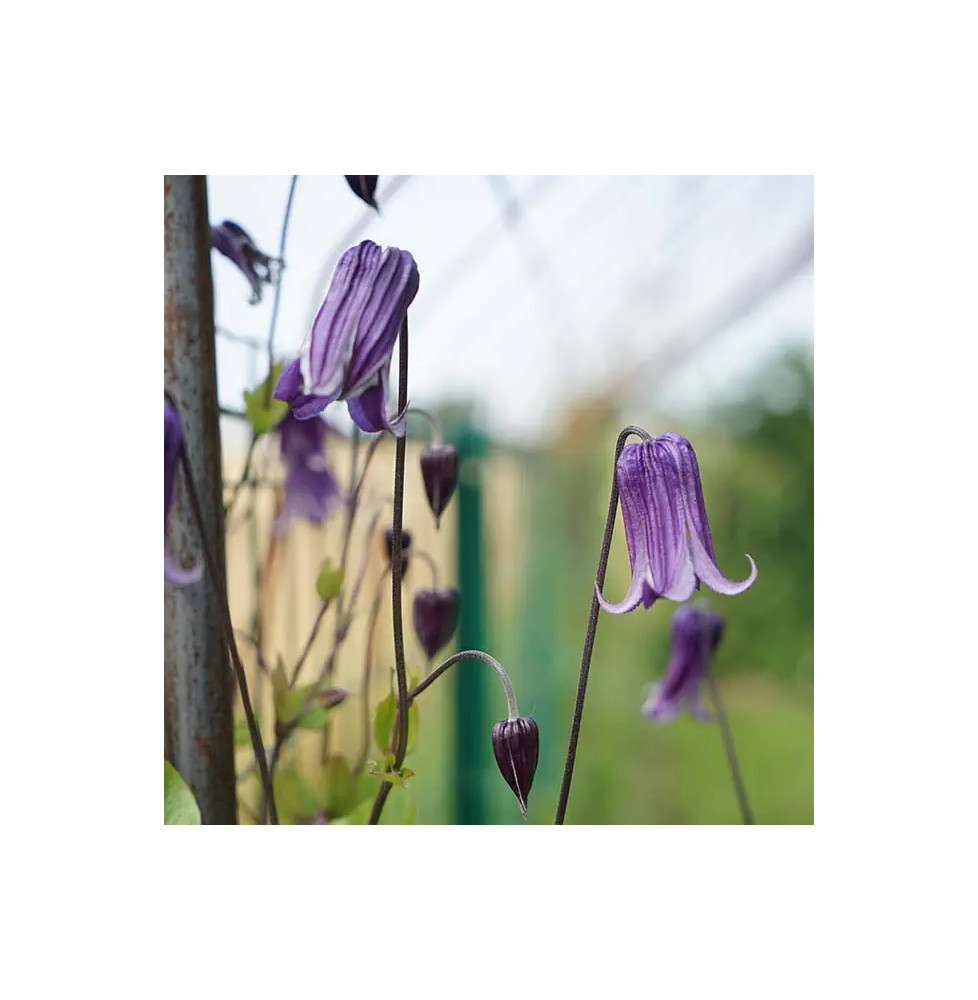 Clématite ‘Rooguchi’ – clematis integrifolia