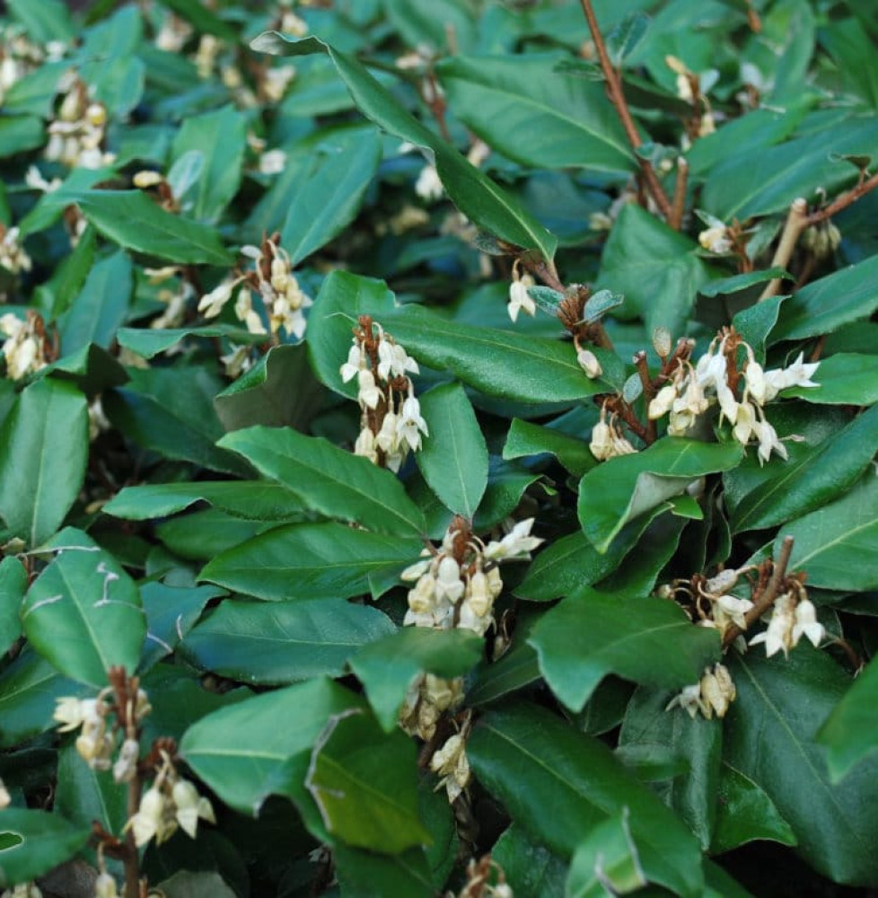 Elaeagnus ebbingei / Chalef