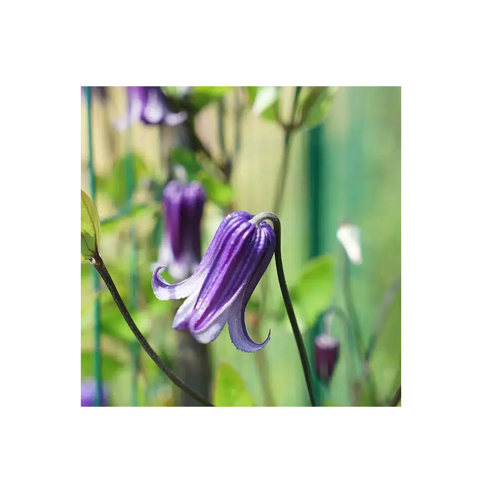 Clématite ‘Rooguchi’ – clematis integrifolia