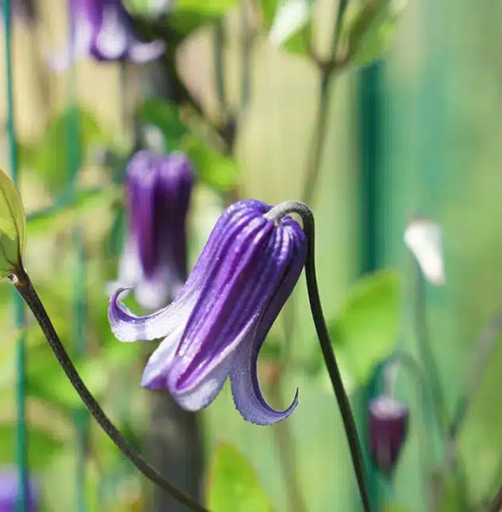 Pépinières Français PF_Clématite59 Clématite ‘Rooguchi’ - clematis integrifolia