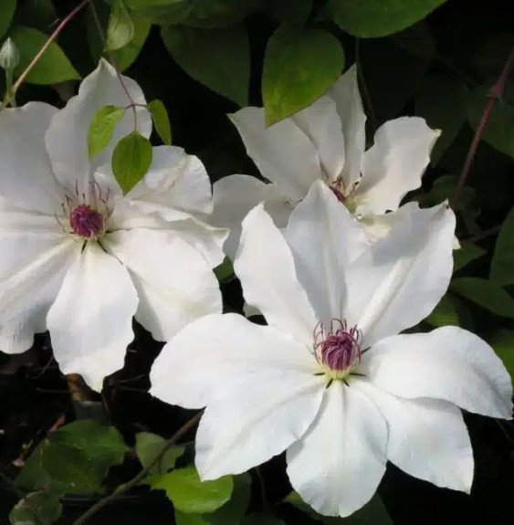 Pépinières Français PF_Clématite390 Clématite ‘Snow Queen’ - clematis