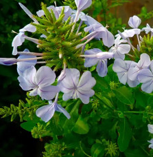 Dentelaire du Cap - plumbago capensis