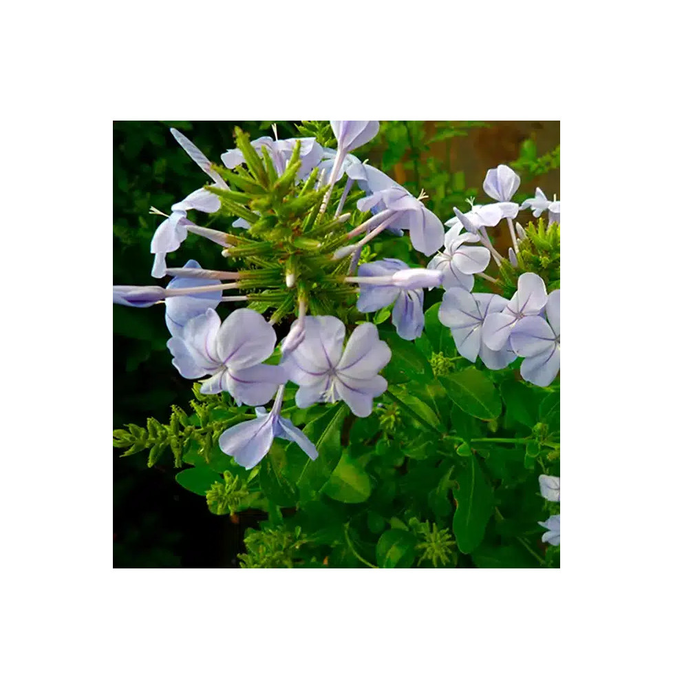 Dentelaire du Cap - plumbago capensis