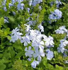 Dentelaire du Cap - plumbago capensis