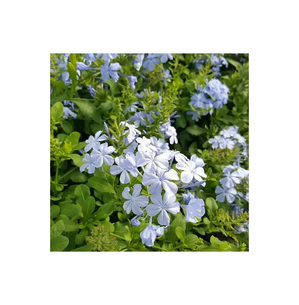 Dentelaire du Cap - plumbago capensis