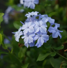 Dentelaire du Cap - plumbago capensis