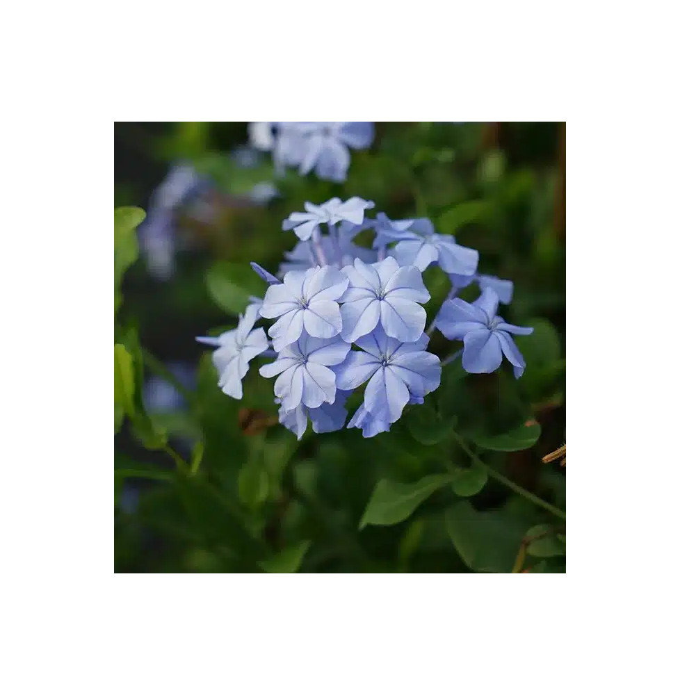 Dentelaire du Cap - plumbago capensis