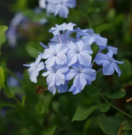 Pépinières Français PF_Dentelaire Dentelaire du Cap - plumbago capensis