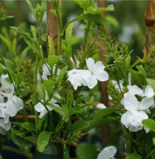 Dentelaire du Cap - plumbago capensis alba