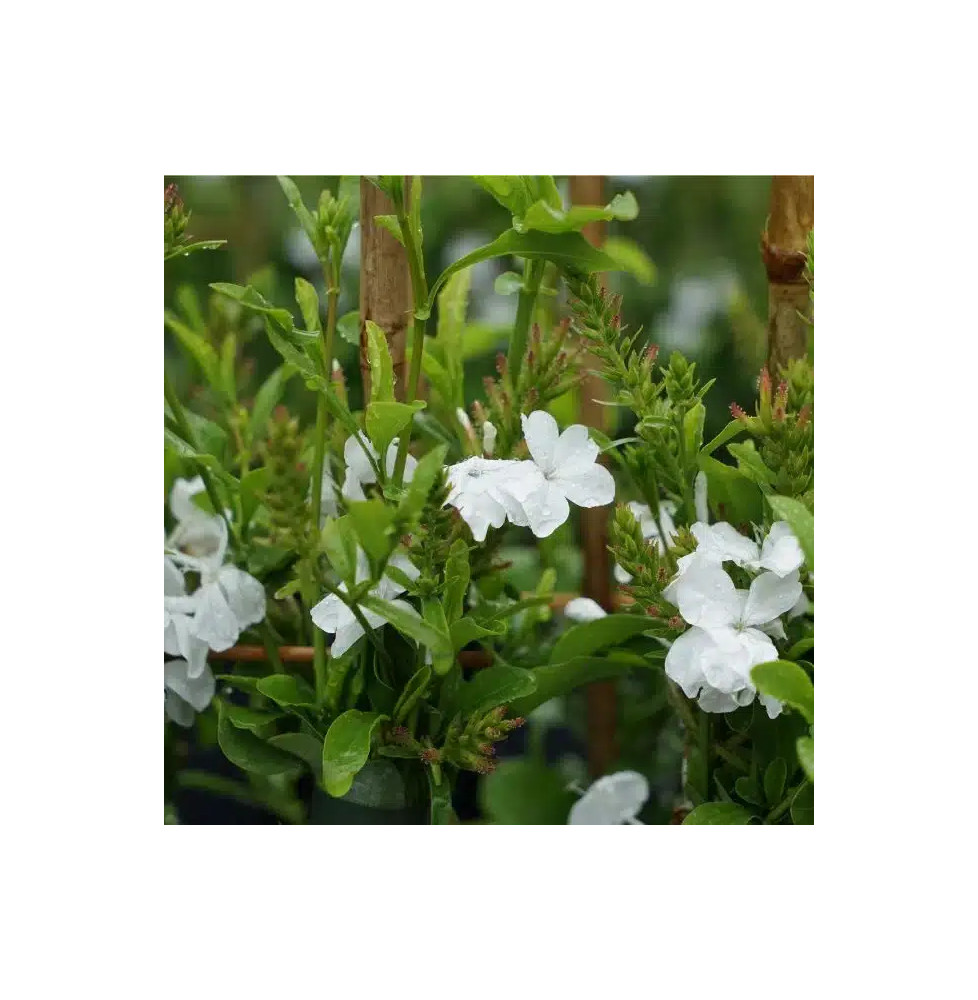 Dentelaire du Cap - plumbago capensis alba