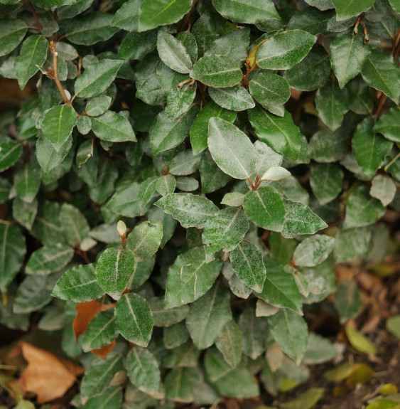 Pépinières Français PF_Elaeagnus Elaeagnus ebbingei / Chalef