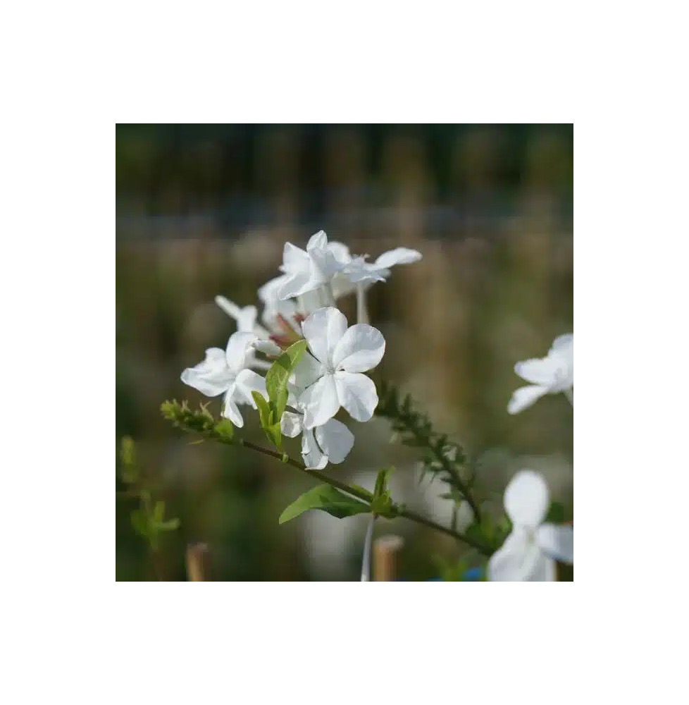 Dentelaire du Cap - plumbago capensis alba