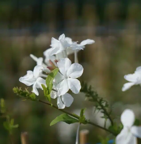 Pépinières Français PF_Dentelaire0 Dentelaire du Cap - plumbago capensis alba