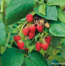 Pépinières Français PF_Framboisie10 Framboisier non remontant 'Tulameen' - rubus idaeus