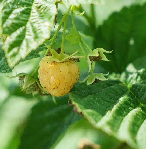 Pépinières Français PF_Framboisie6 Framboisier remontant 'Fall Gold' - rubus idaeus