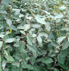 Elaeagnus ebbingei / Chalef