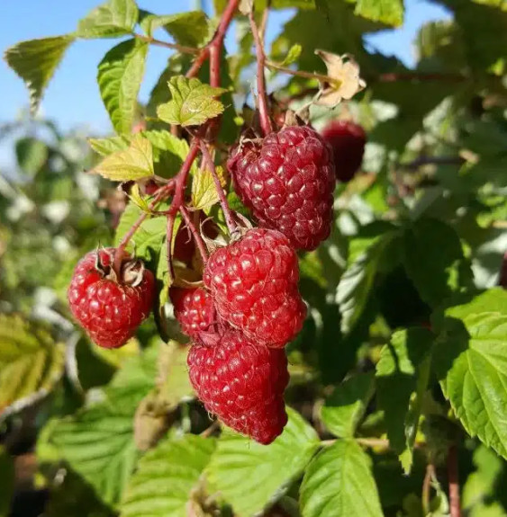 Pépinières Français PF_Framboisie5 Framboisier remontant 'Paris' - rubus idaeus