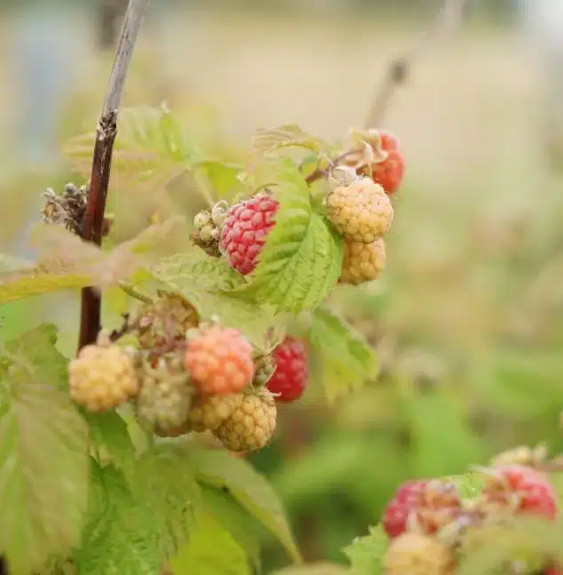 Pépinières Français PF_Framboisie8 Framboisier remontant 'Versailles' - rubus idaeus