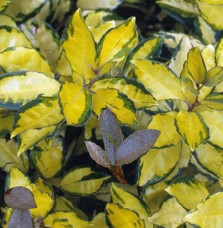 Elaeagnus ebbingei 'Eleador®' / Chalef 'Eleador'