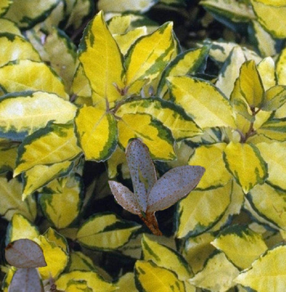 Pépinières Français PF_Elaeagnus6 Elaeagnus ebbingei 'Eleador®' / Chalef 'Eleador'