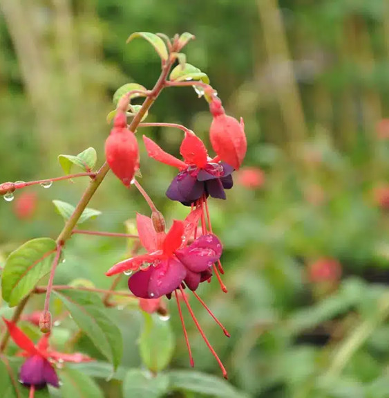 Pépinières Français PF_Fuchsia-La Fuchsia 'Lady Boothby®'