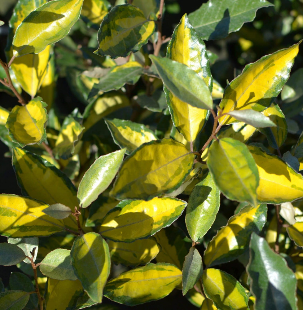 Elaeagnus ebbingei 'Eleador®' / Chalef 'Eleador'