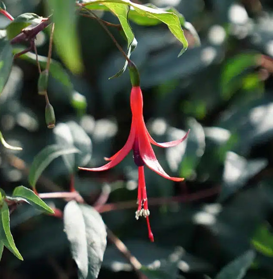 Pépinières Français PF_Fuchsia-Ro Fuchsia Royal comestible 'Reitzii' - fuchsia regia