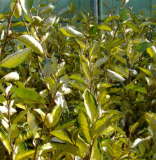 Elaeagnus ebbingei 'Eleador®' / Chalef 'Eleador'