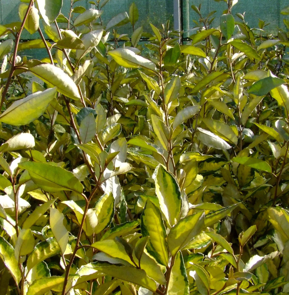 Elaeagnus ebbingei 'Eleador®' / Chalef 'Eleador'