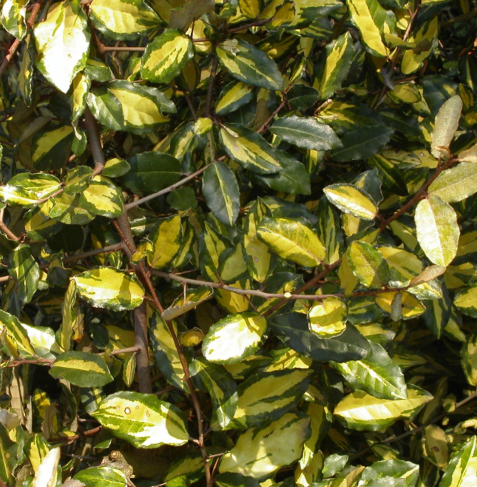 ELAEAGNUS pungens ‘Maculata’ / Chalef piquant 'Maculata'