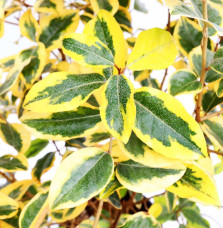 ELAEAGNUS x ebbingeii ‘Gilt Edge’ / Chalef 'Gilt Edge'