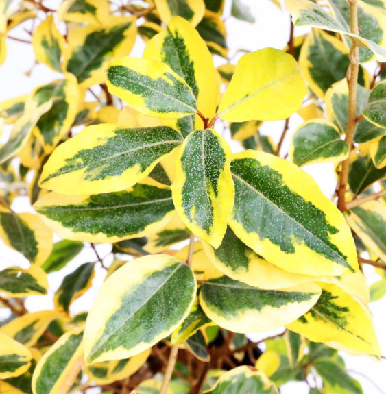 ELAEAGNUS x ebbingeii ‘Gilt Edge’ / Chalef 'Gilt Edge'