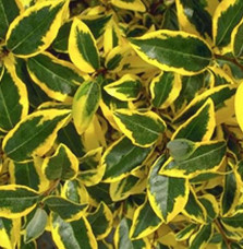 ELAEAGNUS x ebbingeii ‘Gilt Edge’ / Chalef 'Gilt Edge'