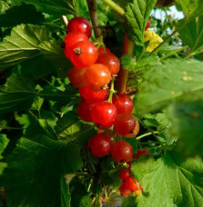 Groseillier à grappes 'Junifer' - ribes rubrum