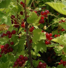 Groseillier à grappes 'London Market' - ribes rubrum