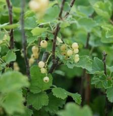 Groseillier à grappes 'Versaillaise blanche' - ribes rubrum