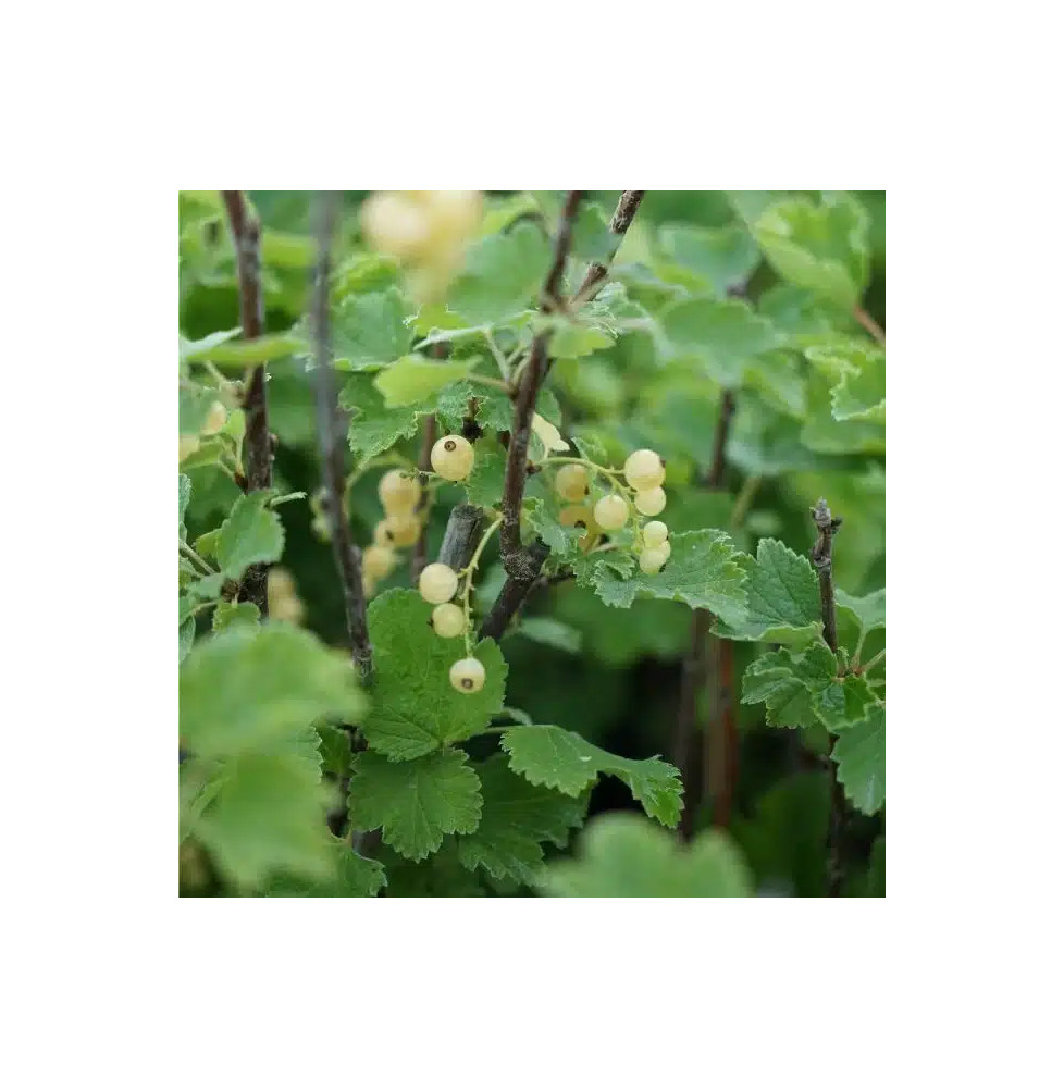 Groseillier à grappes 'Versaillaise blanche' - ribes rubrum