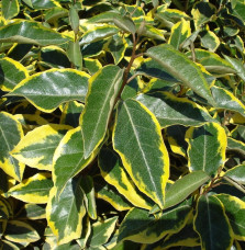 ELAEAGNUS x ebbingeii ‘Gilt Edge’ / Chalef 'Gilt Edge'