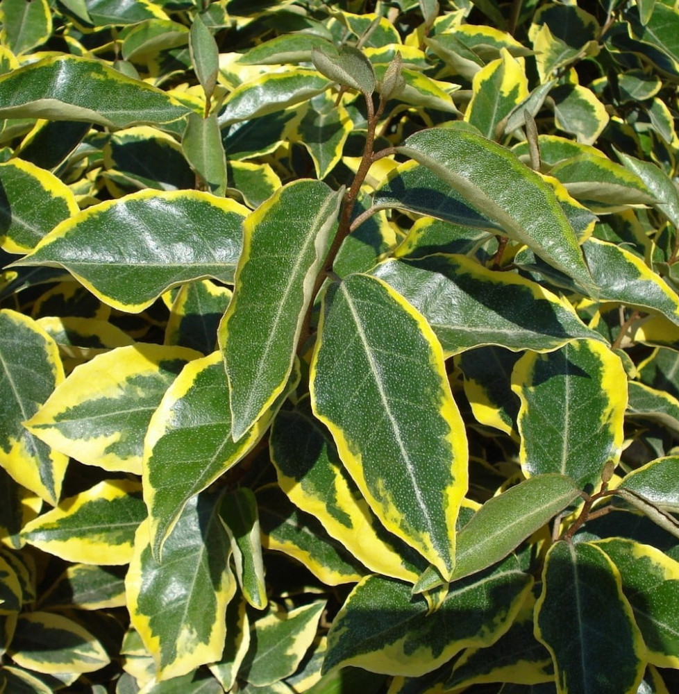 ELAEAGNUS x ebbingeii ‘Gilt Edge’ / Chalef 'Gilt Edge'