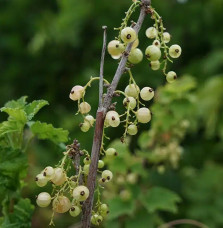 Groseillier à grappes 'Versaillaise blanche' - ribes rubrum