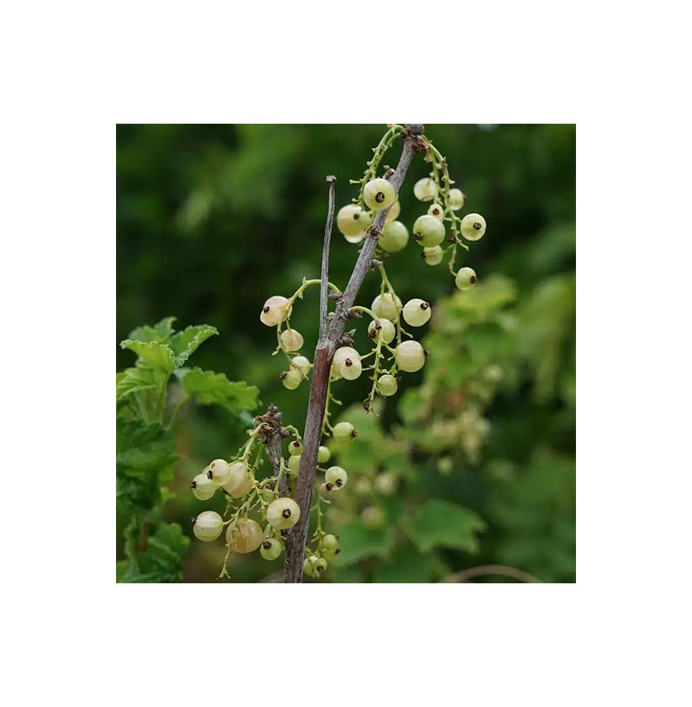 Groseillier à grappes 'Versaillaise blanche' - ribes rubrum