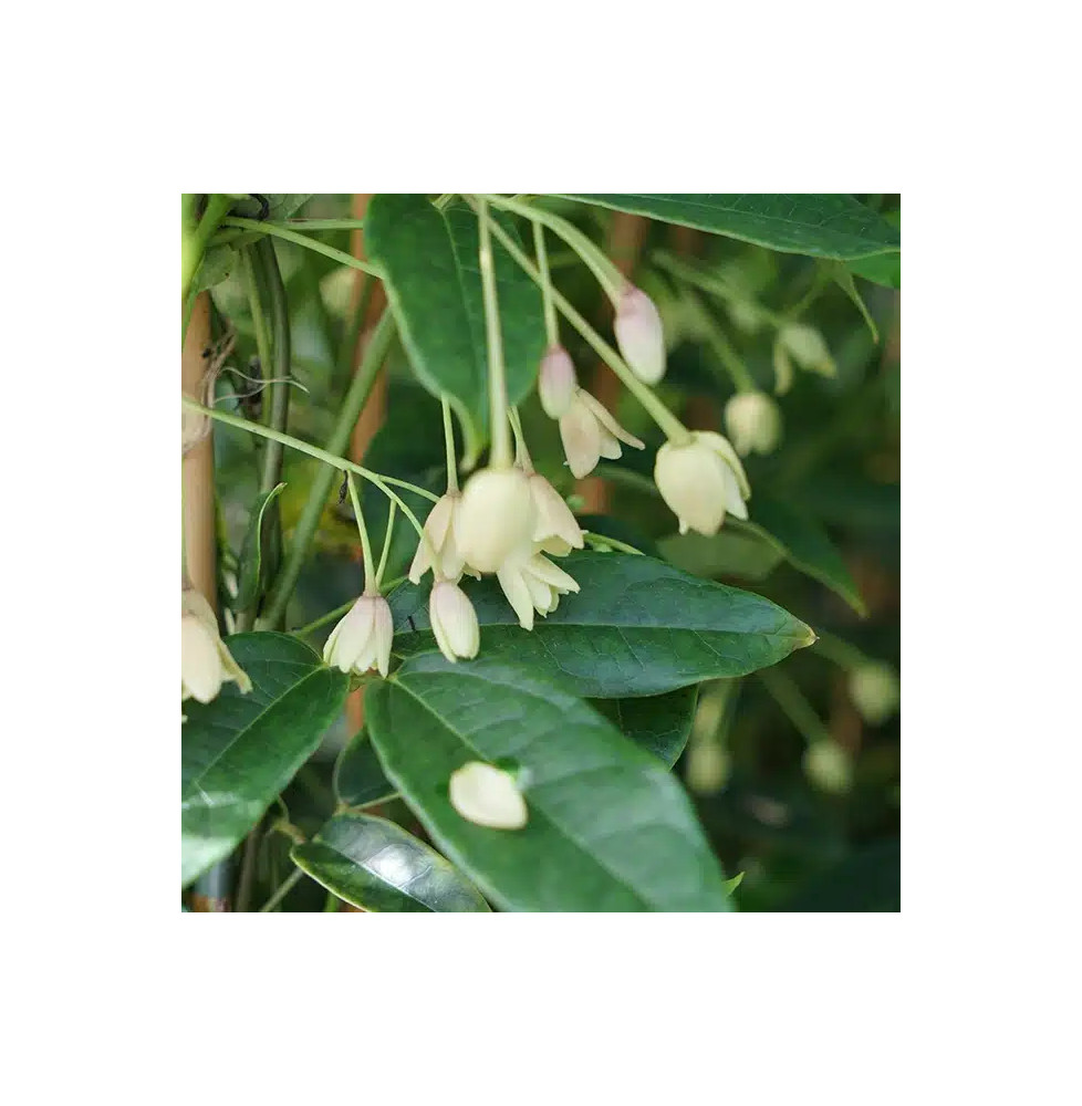 Holboellia coriacea - Vigne Bleue de Chine