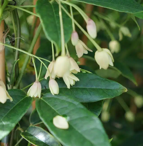 Holboellia coriacea - Vigne Bleue de Chine